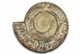 Polished Jurassic Ammonite (Perisphinctes) - Madagascar #337701-1